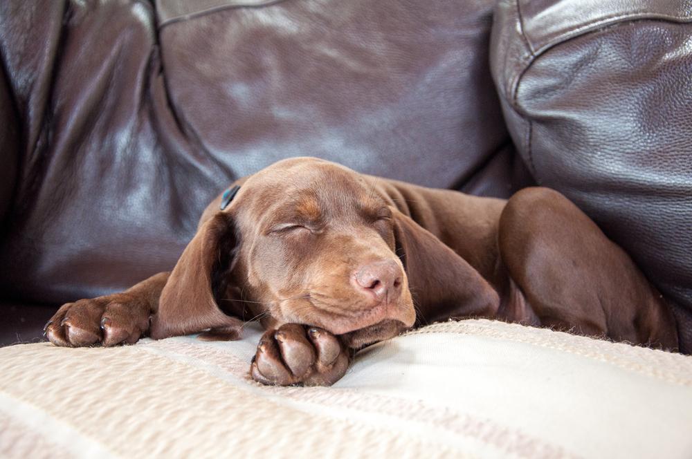 How to train a outlet puppy to stop whining